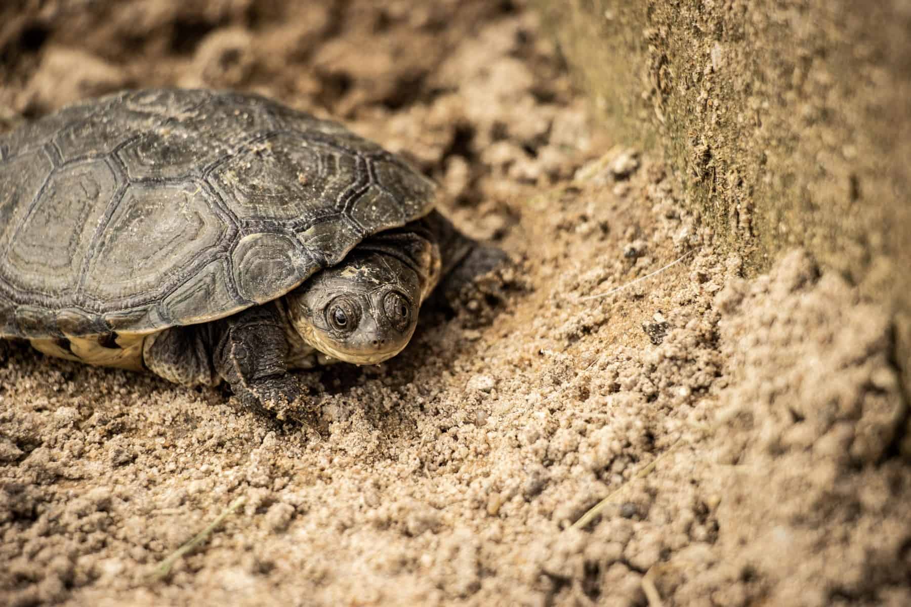 Tortoise in its natural habitat in Namibia