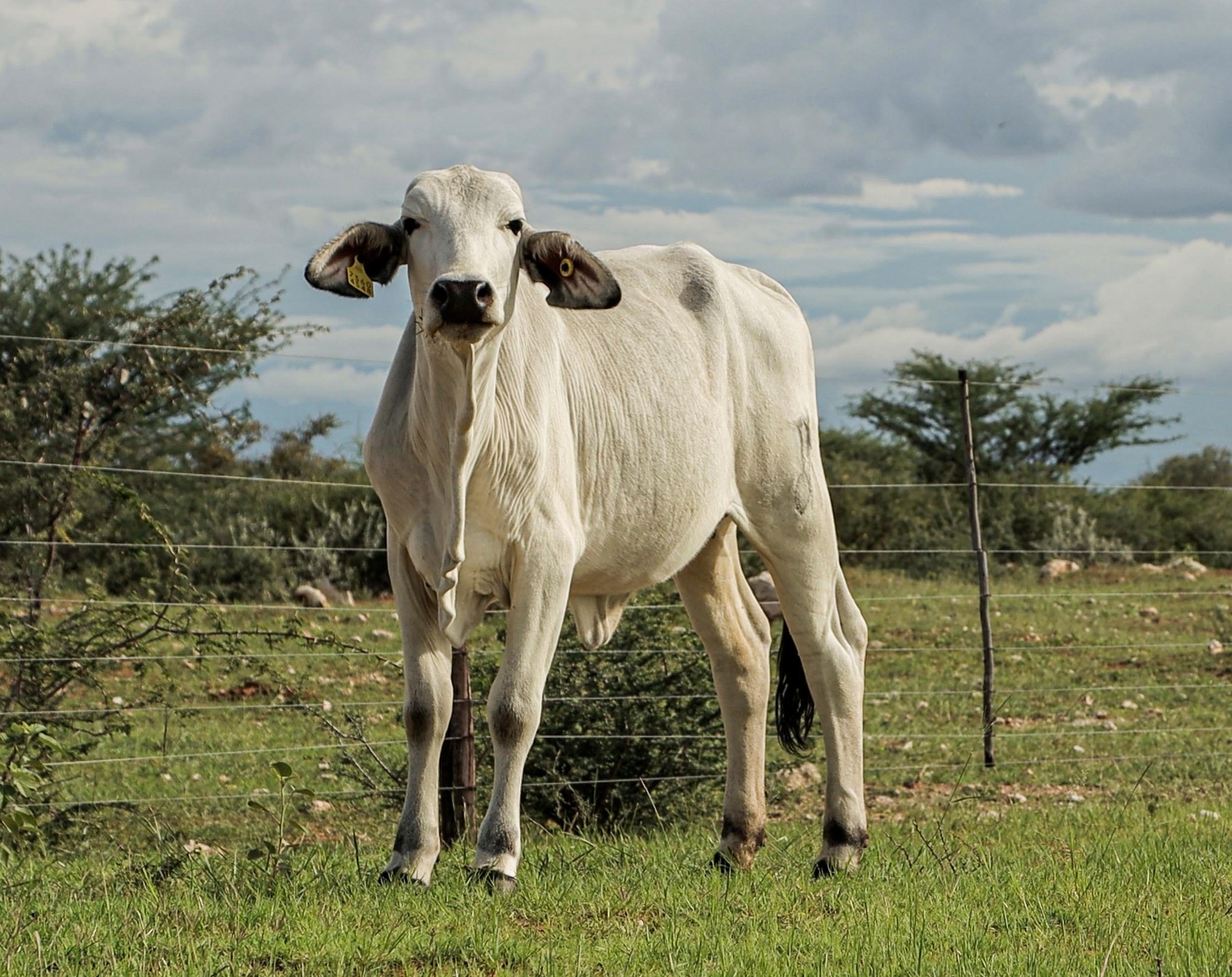 Livestock representing rural livelihoods supported by adaptation investment